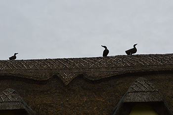 Roof ornamentation at Greenhedges Janury 2015